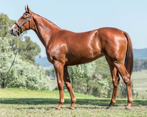 WRITTEN TYCOON x TENNESSEE ROYAL FILLY..